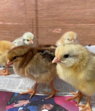 Day old chicks at Satoyama Farm